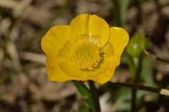 Ranunculus carinthiacus