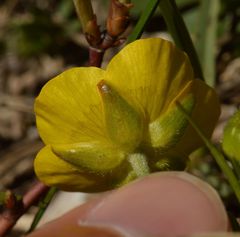 Ranunculus carinthiacus