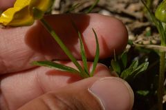Ranunculus carinthiacus