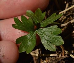 Ranunculus carinthiacus
