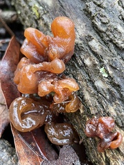 Phaeotremella fimbriata