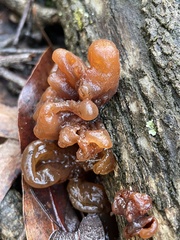 Phaeotremella fimbriata