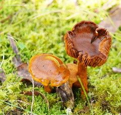 Cortinarius abnormis