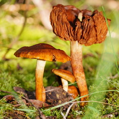 Cortinarius abnormis