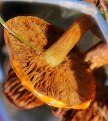 Cortinarius abnormis