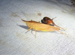 Pyrgocorypha rogersi