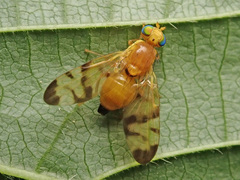Trypeta immaculata