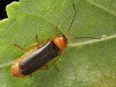 Cantharis flavilabris