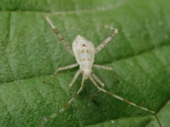 Phytocoris longipennis