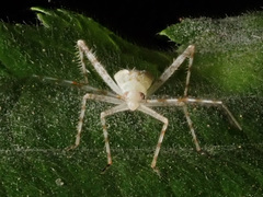 Phytocoris longipennis