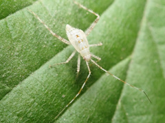 Phytocoris longipennis