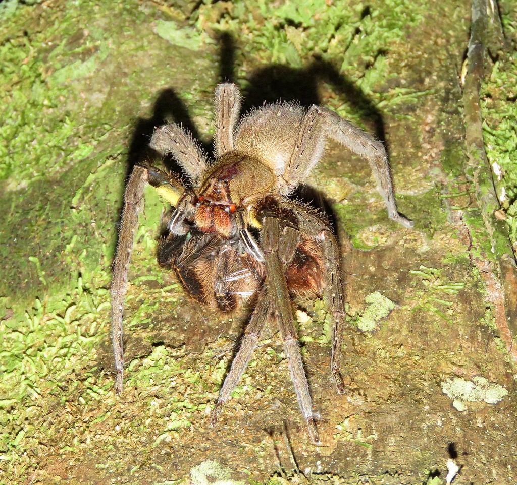 Phoneutria reidyi from Brazil - MT - Alta Floresta - Cristalino Lodge ...