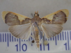 Prooedema inscisalis