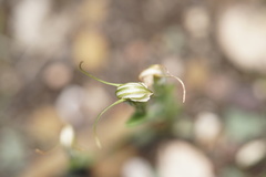 Pterostylis dilatata