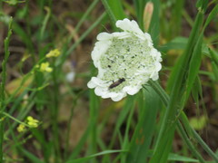 Tordylium officinale