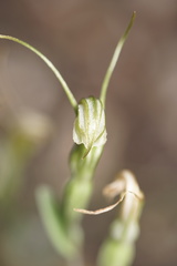 Pterostylis dilatata