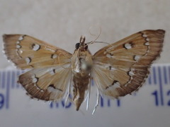 Protonoceras leucocosma