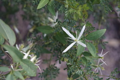 Clematis pubescens