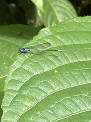 Argia frequentula