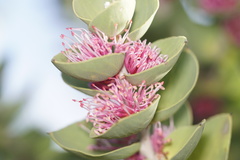 Hakea cucullata