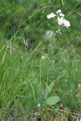 Crepis froelichiana dinarica