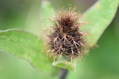 Centaurea rhaetica