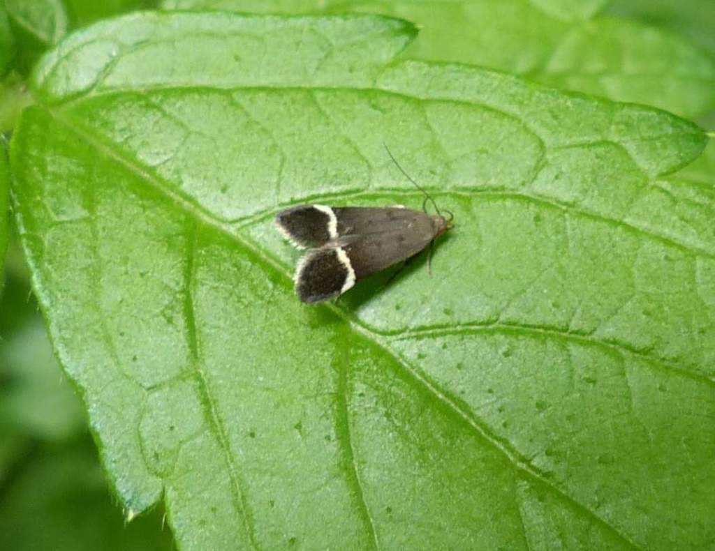 Agrimony Anacampsis Moth