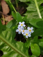 Myosotis scorpioides