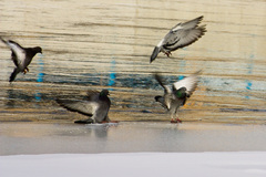 Columba livia domestica