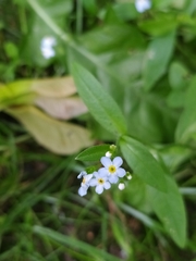 Myosotis scorpioides