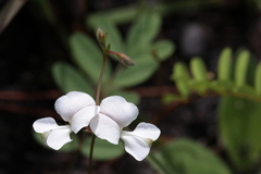 Tephrosia onobrychoides