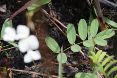 Tephrosia onobrychoides