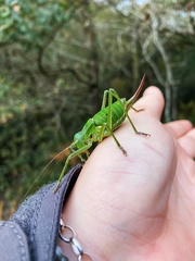 Callicrania ramburii