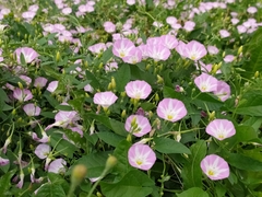 Convolvulus arvensis