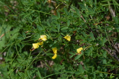 Cytisus emeriflorus