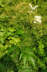 Filipendula ulmaria
