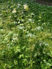 Filipendula ulmaria
