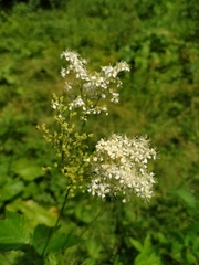 Filipendula ulmaria