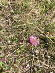 Trifolium pratense pratense