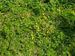 Lysimachia nummularia