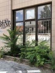 Ailanthus altissima