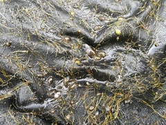 Potamopyrgus antipodarum