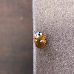 Harmonia axyridis