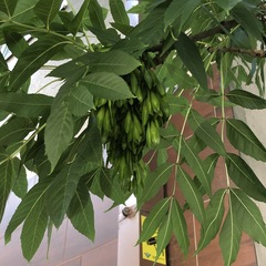 Fraxinus excelsior