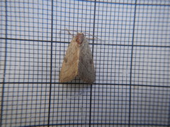 Galgula