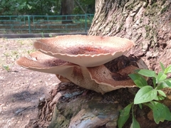 Cerioporus squamosus