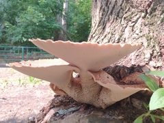 Cerioporus squamosus