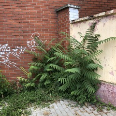 Ailanthus altissima