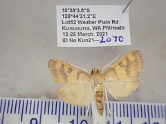 Rehimena
