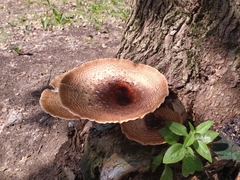Cerioporus squamosus